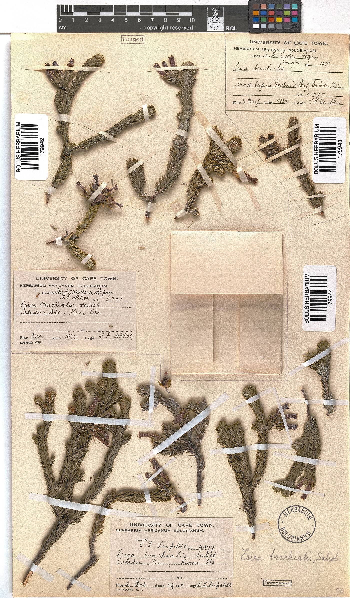 Erica brachialis image