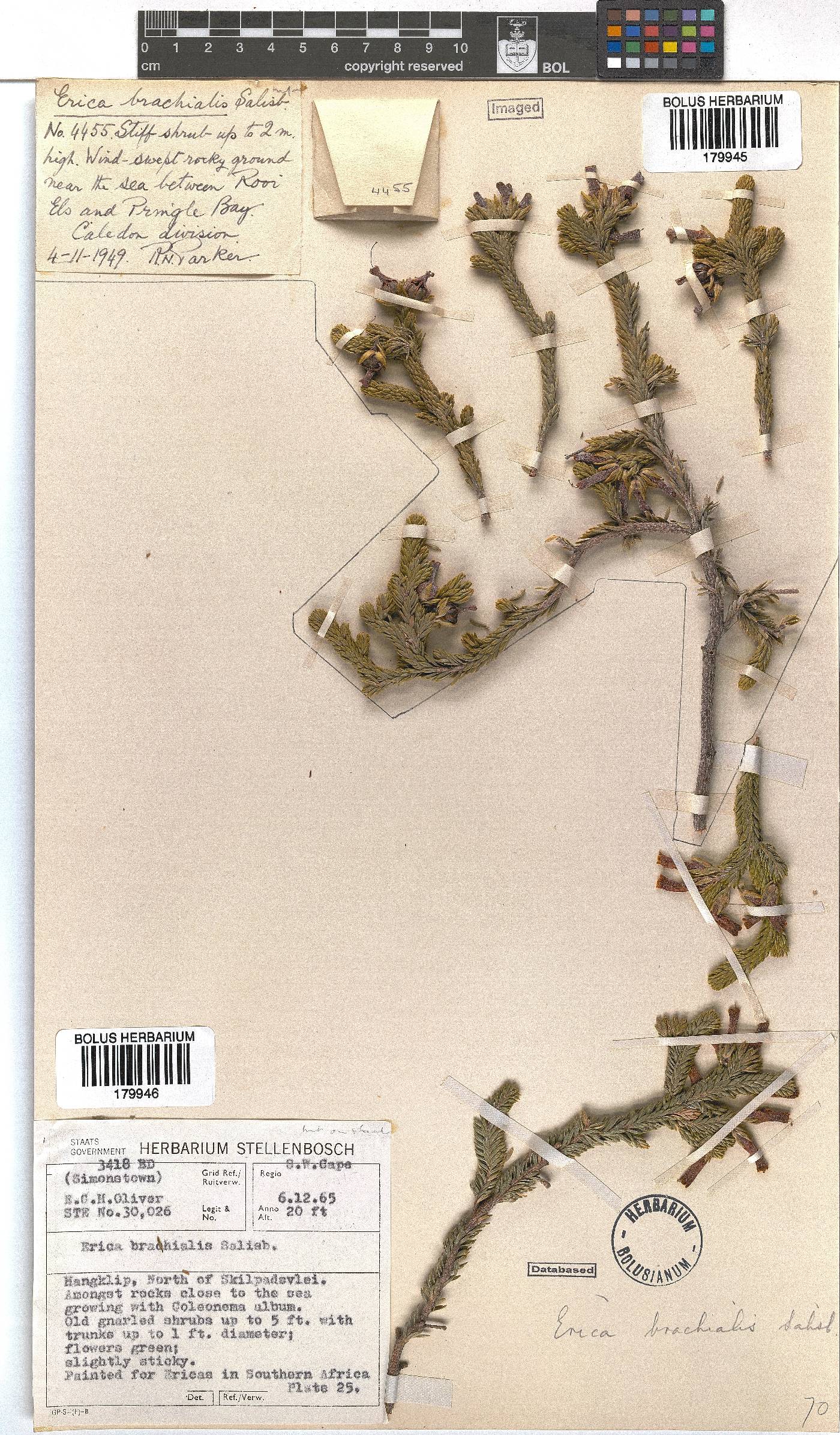 Erica brachialis image