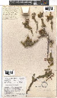 Erica brachialis image