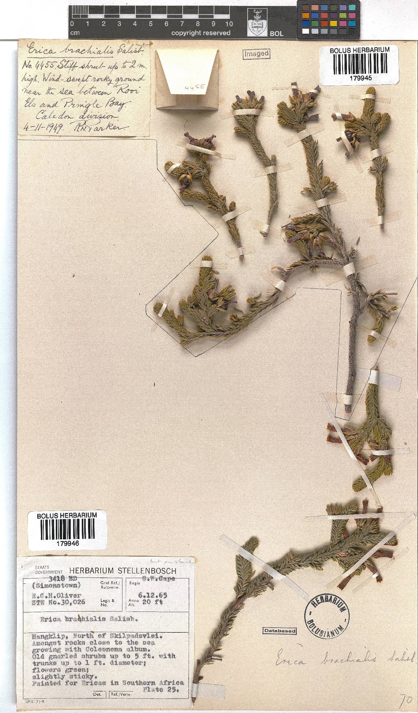 Erica brachialis image