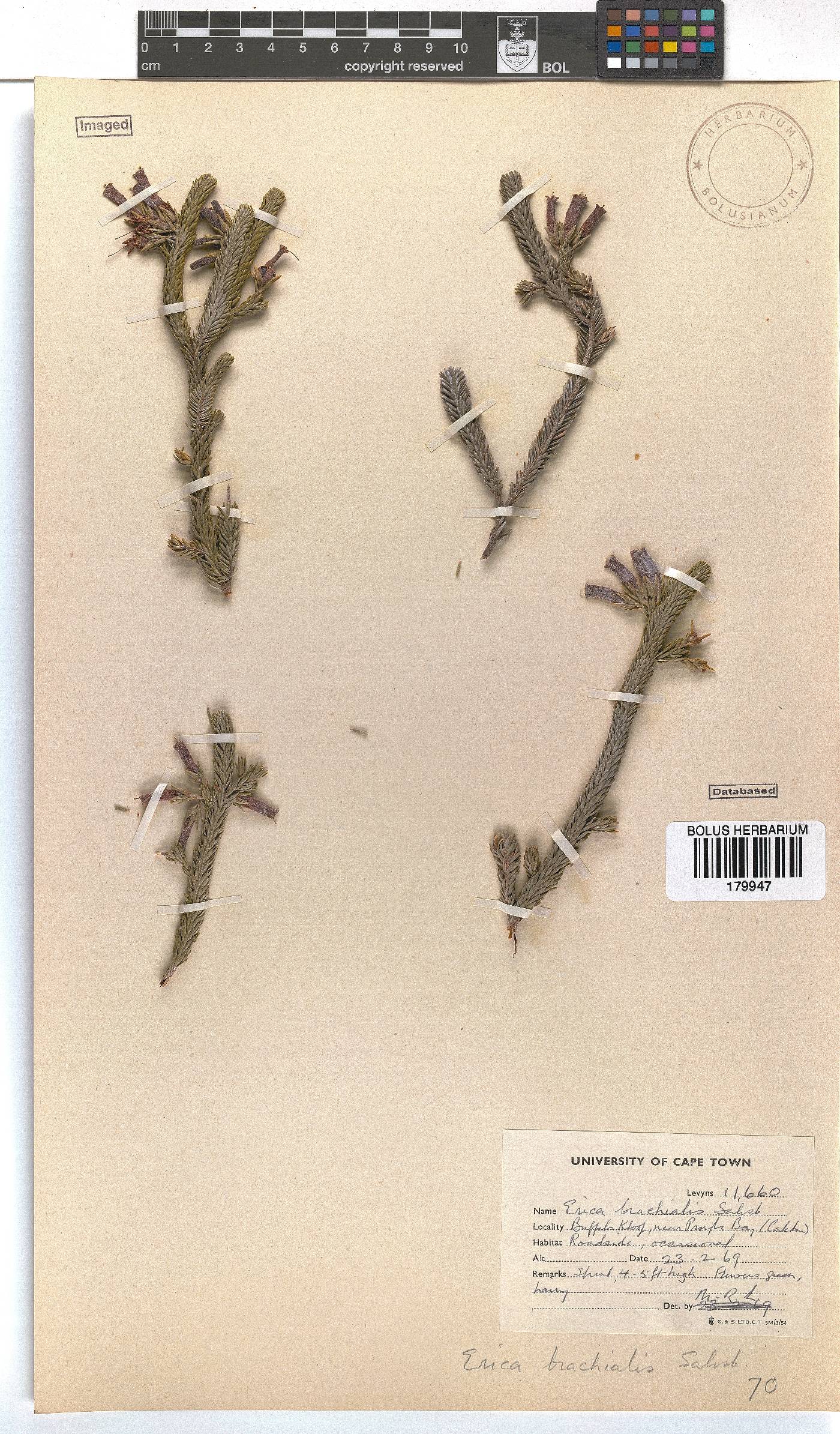 Erica brachialis image