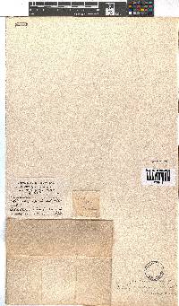 Erica glandulosa subsp. fourcadei image