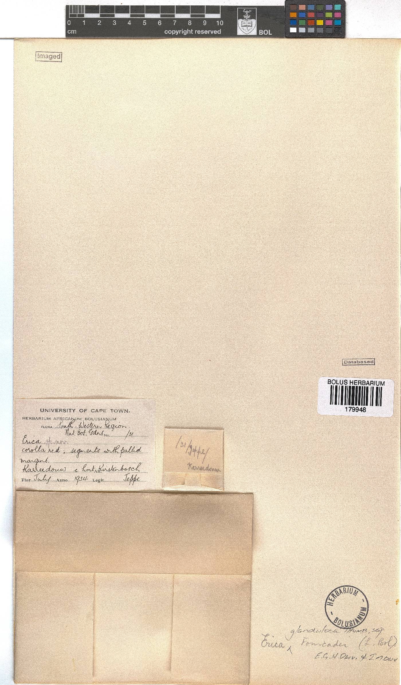 Erica glandulosa image