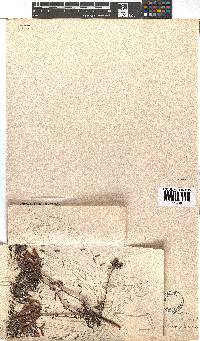 Erica glandulosa subsp. fourcadei image