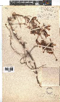 Erica glandulosa subsp. fourcadei image