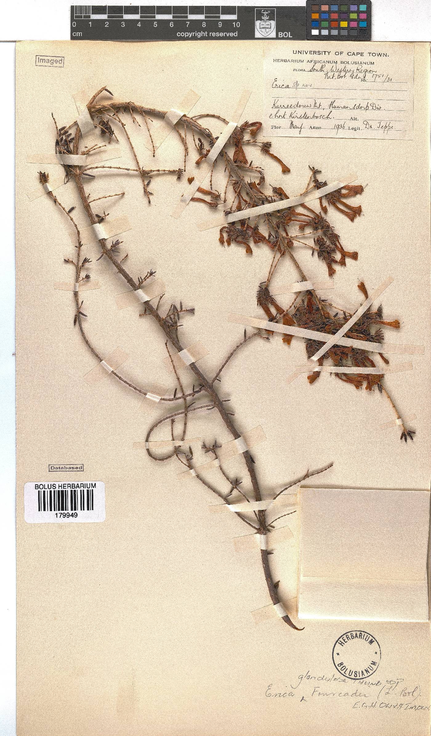 Erica glandulosa subsp. fourcadei image