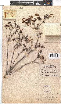 Erica glandulosa subsp. fourcadei image