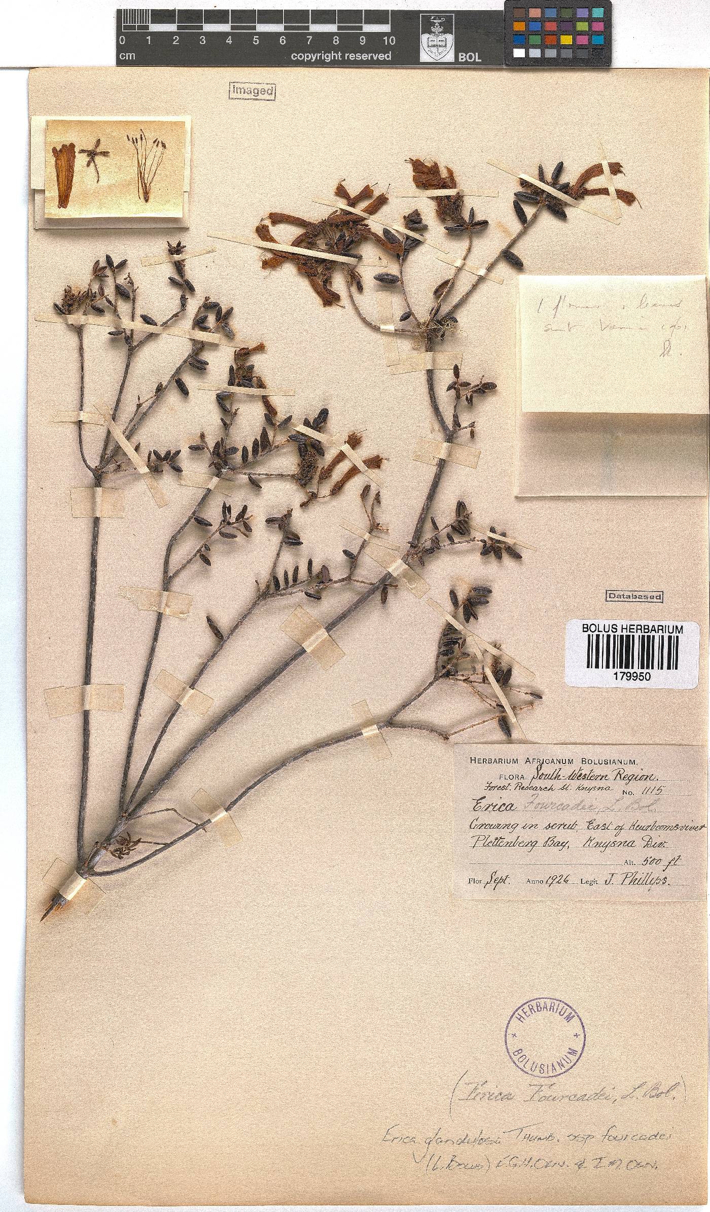 Erica glandulosa subsp. fourcadei image