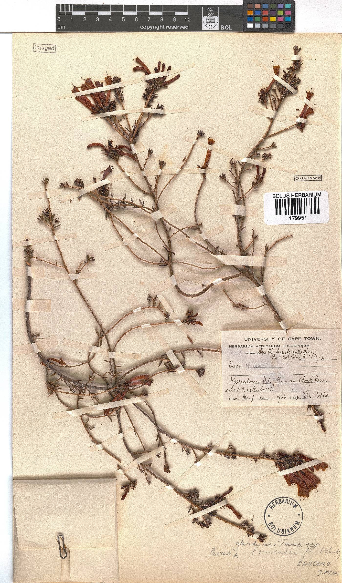 Erica glandulosa subsp. fourcadei image