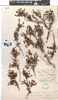 Erica glandulosa subsp. fourcadei image