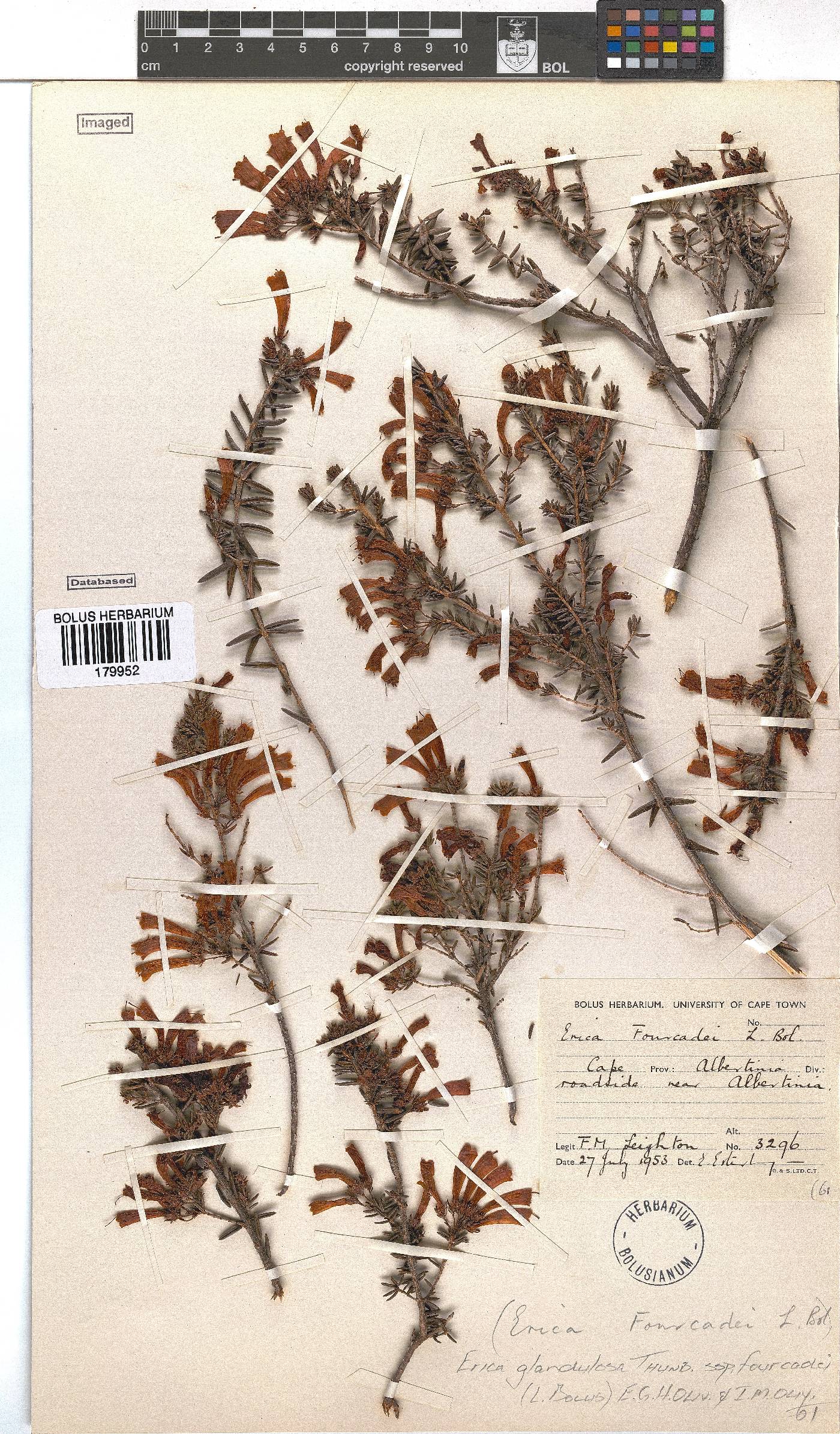 Erica glandulosa subsp. fourcadei image