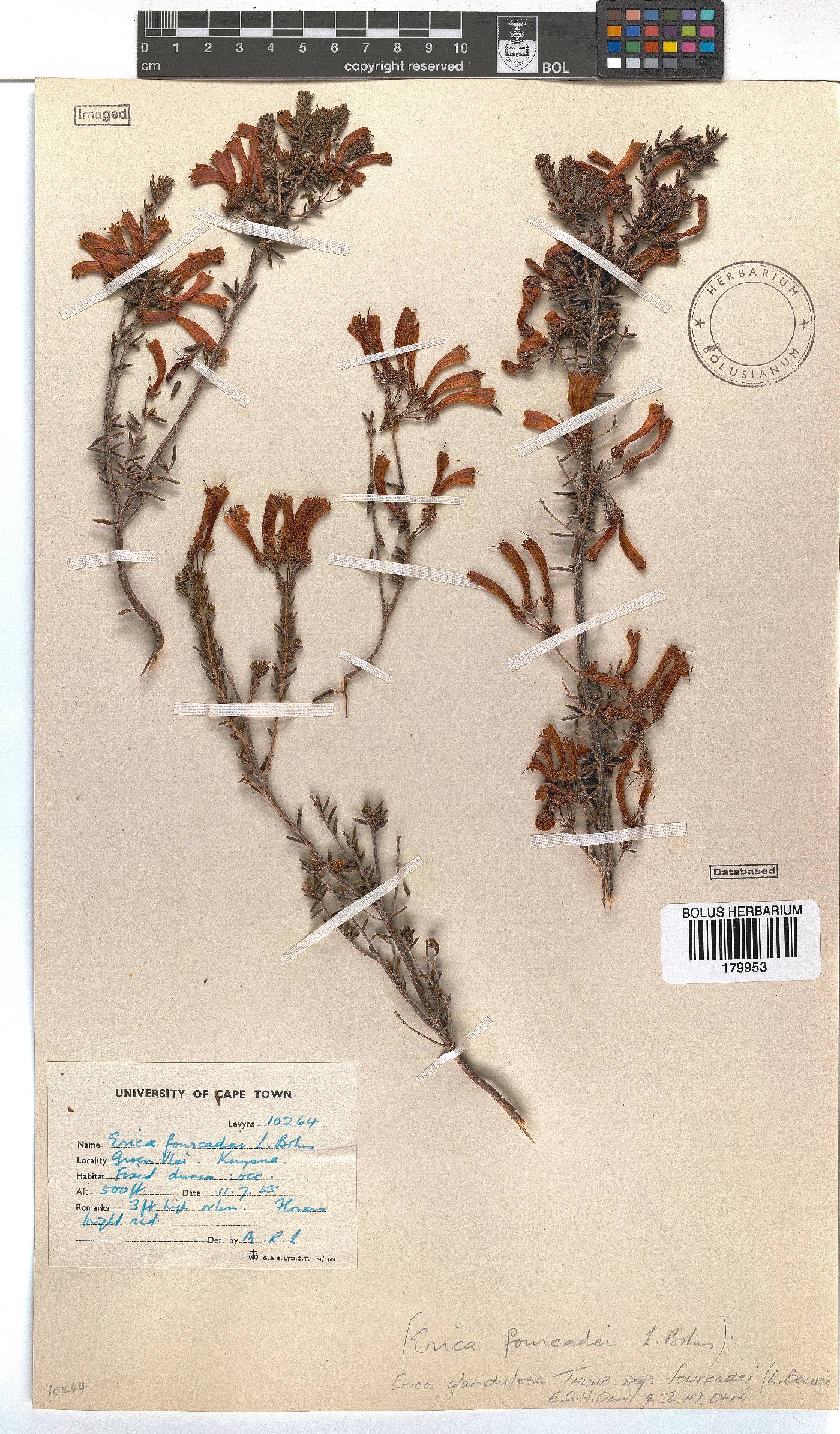 Erica glandulosa subsp. fourcadei image