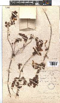 Erica glandulosa subsp. fourcadei image