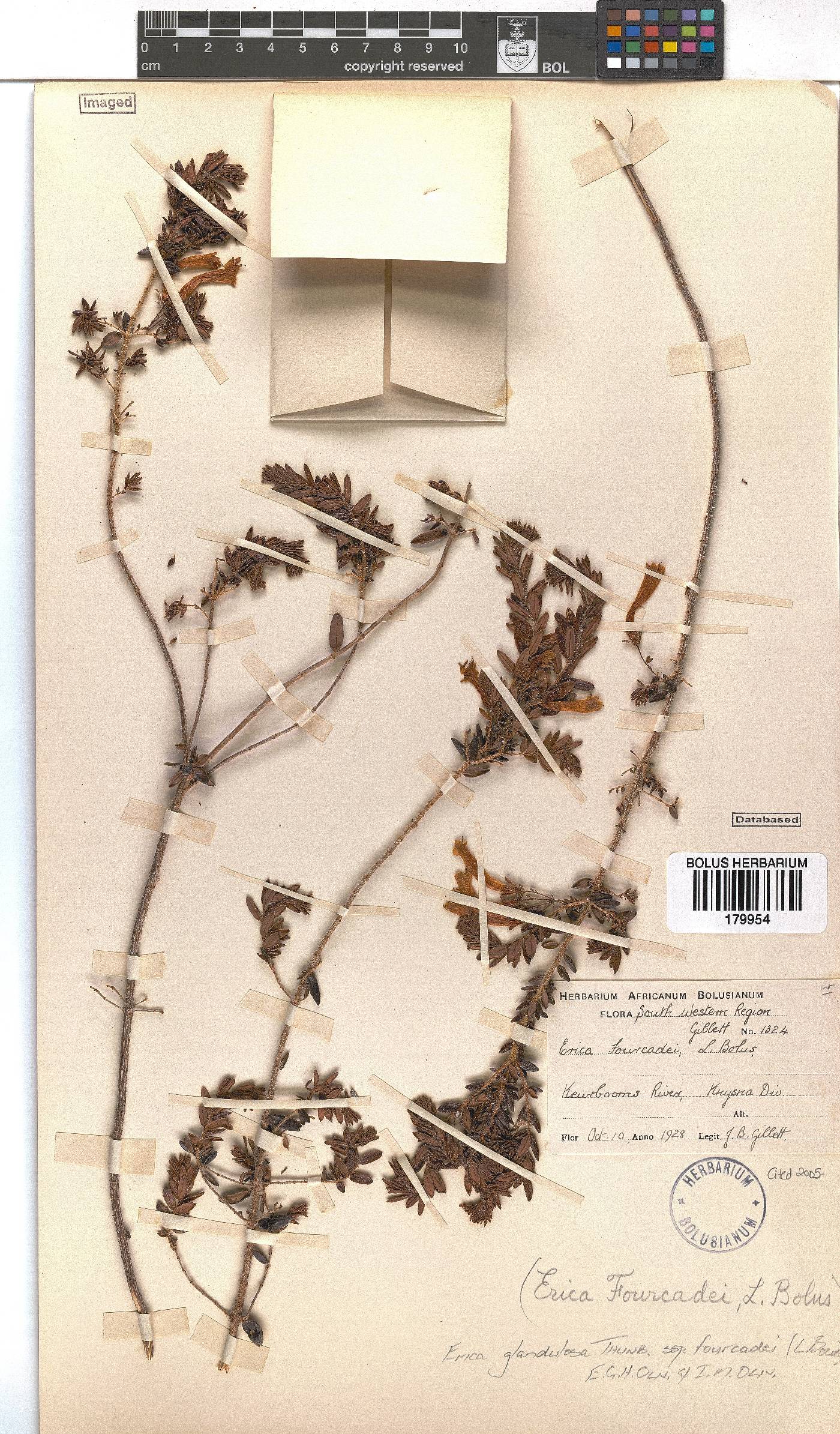 Erica glandulosa image