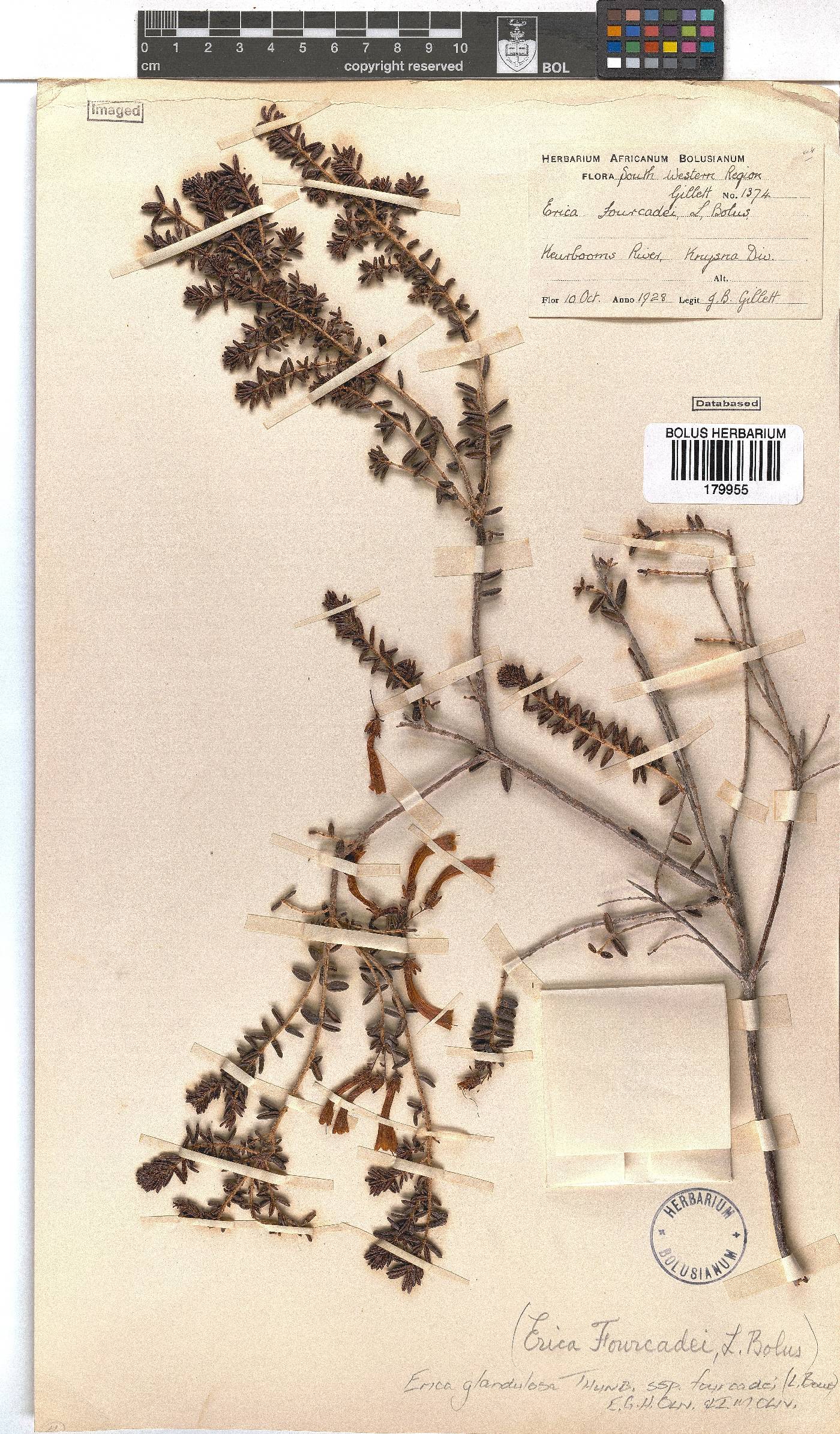 Erica glandulosa image