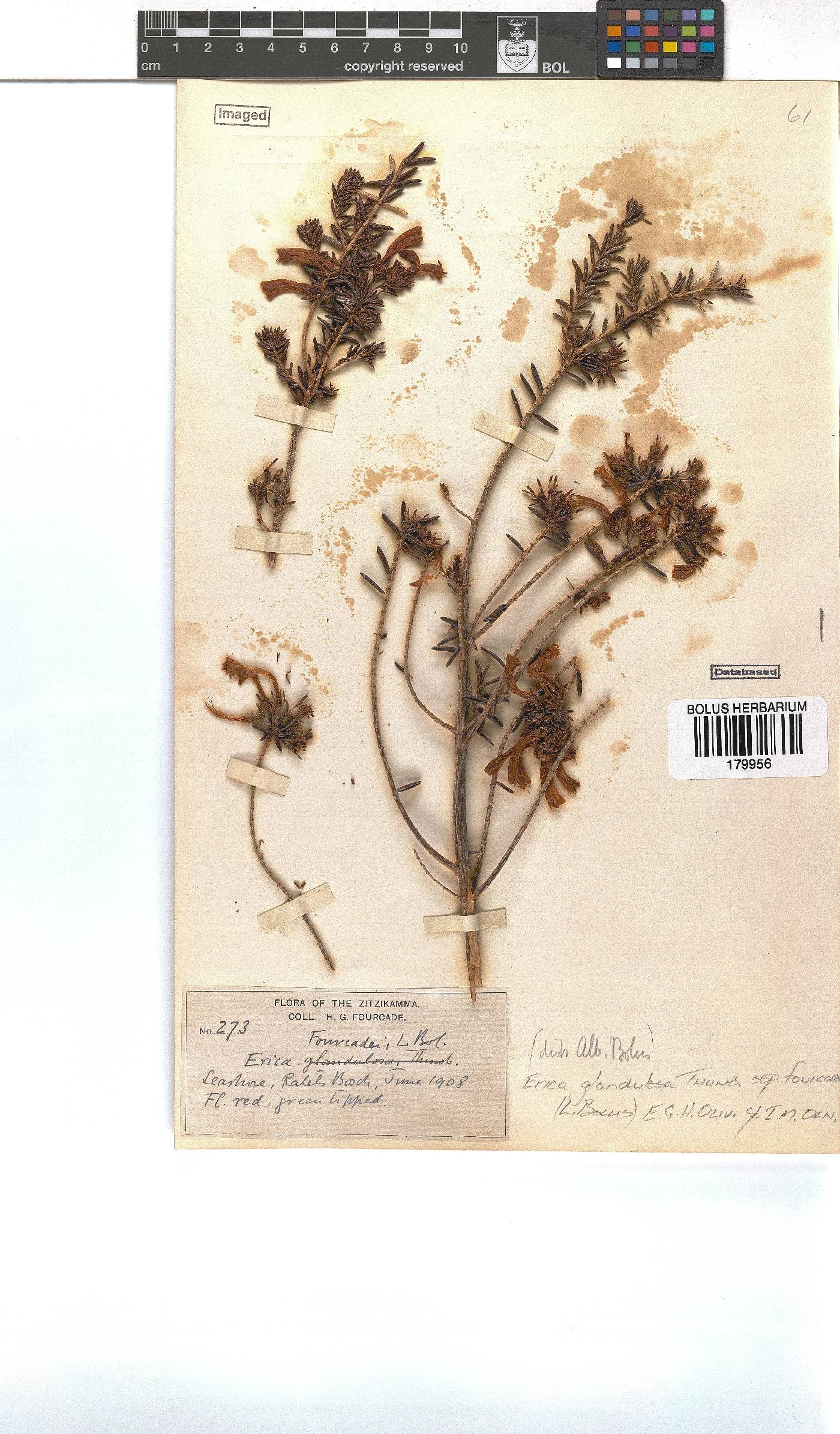 Erica glandulosa image