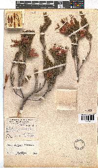 Erica insignis image