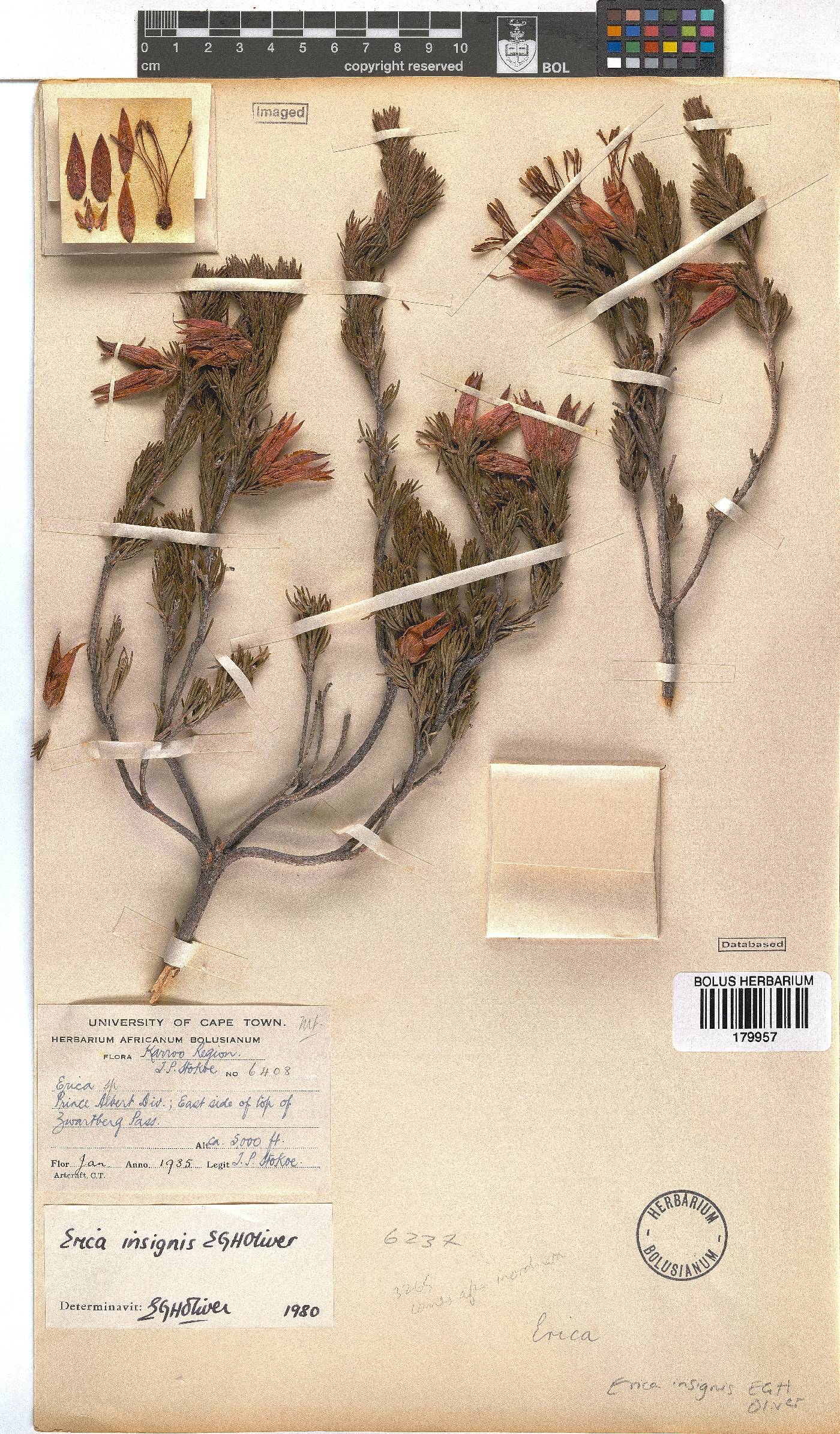 Erica insignis image