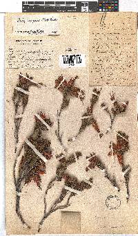 Erica insignis image