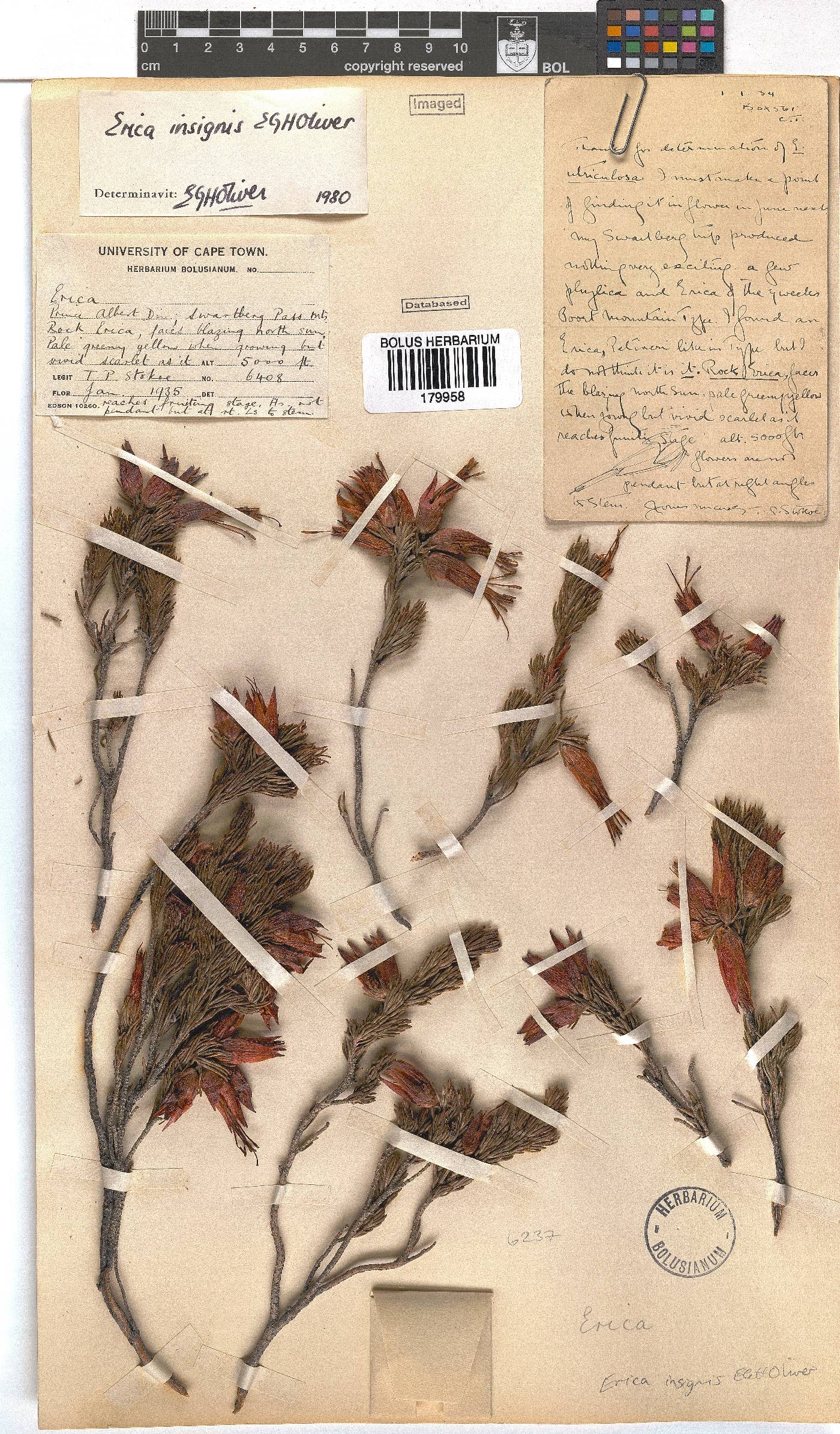 Erica insignis image