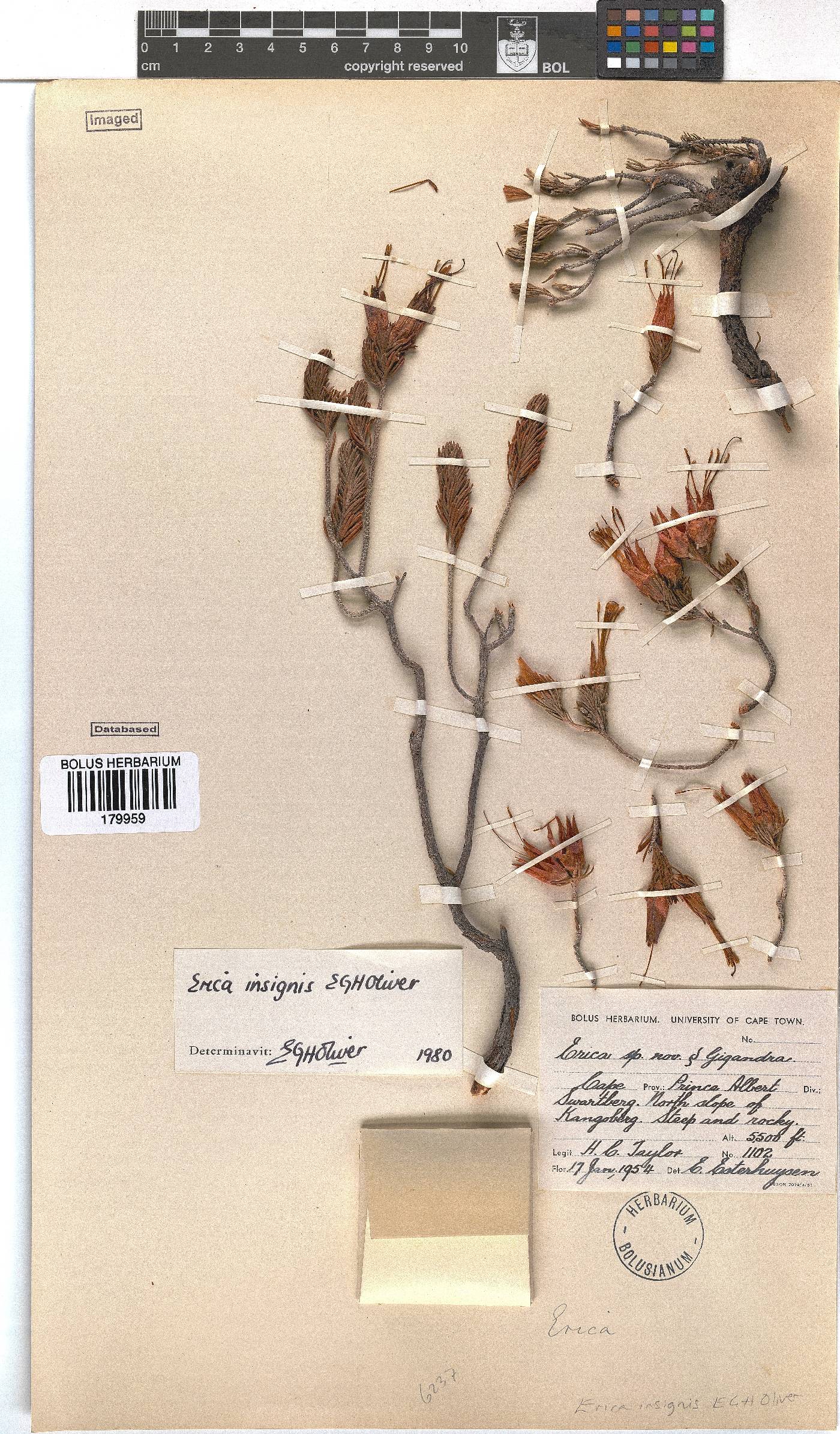 Erica insignis image