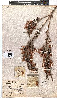 Erica leucotrachela subsp. leucotrachela image