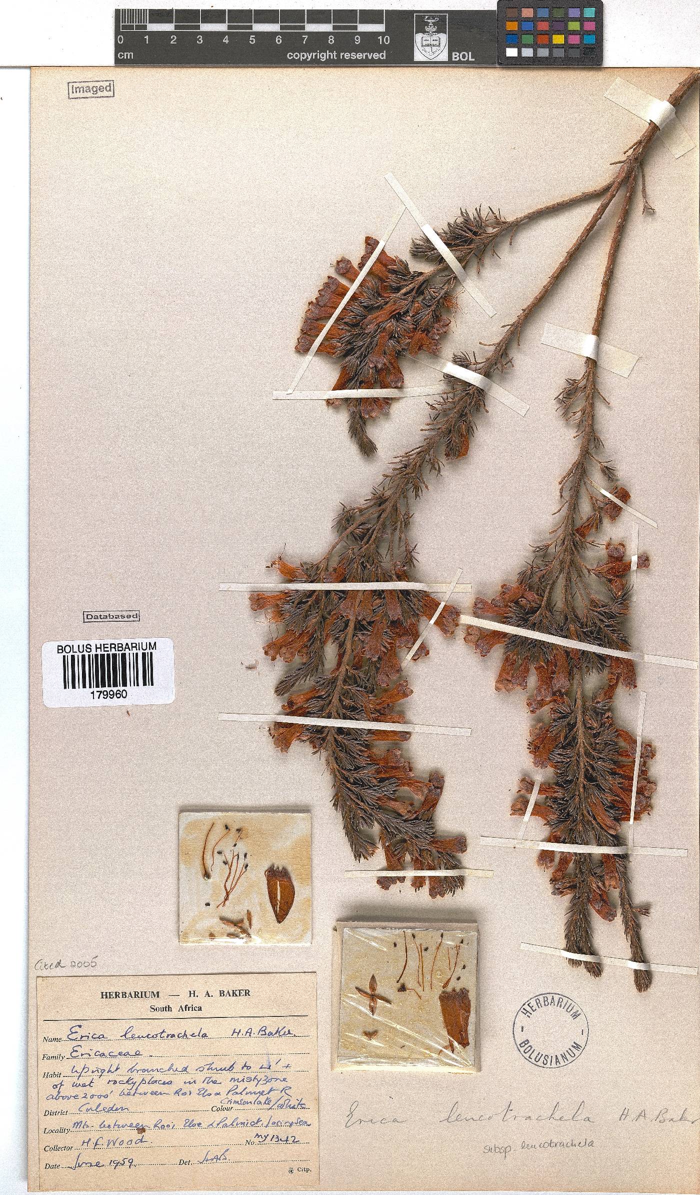 Erica leucotrachela image