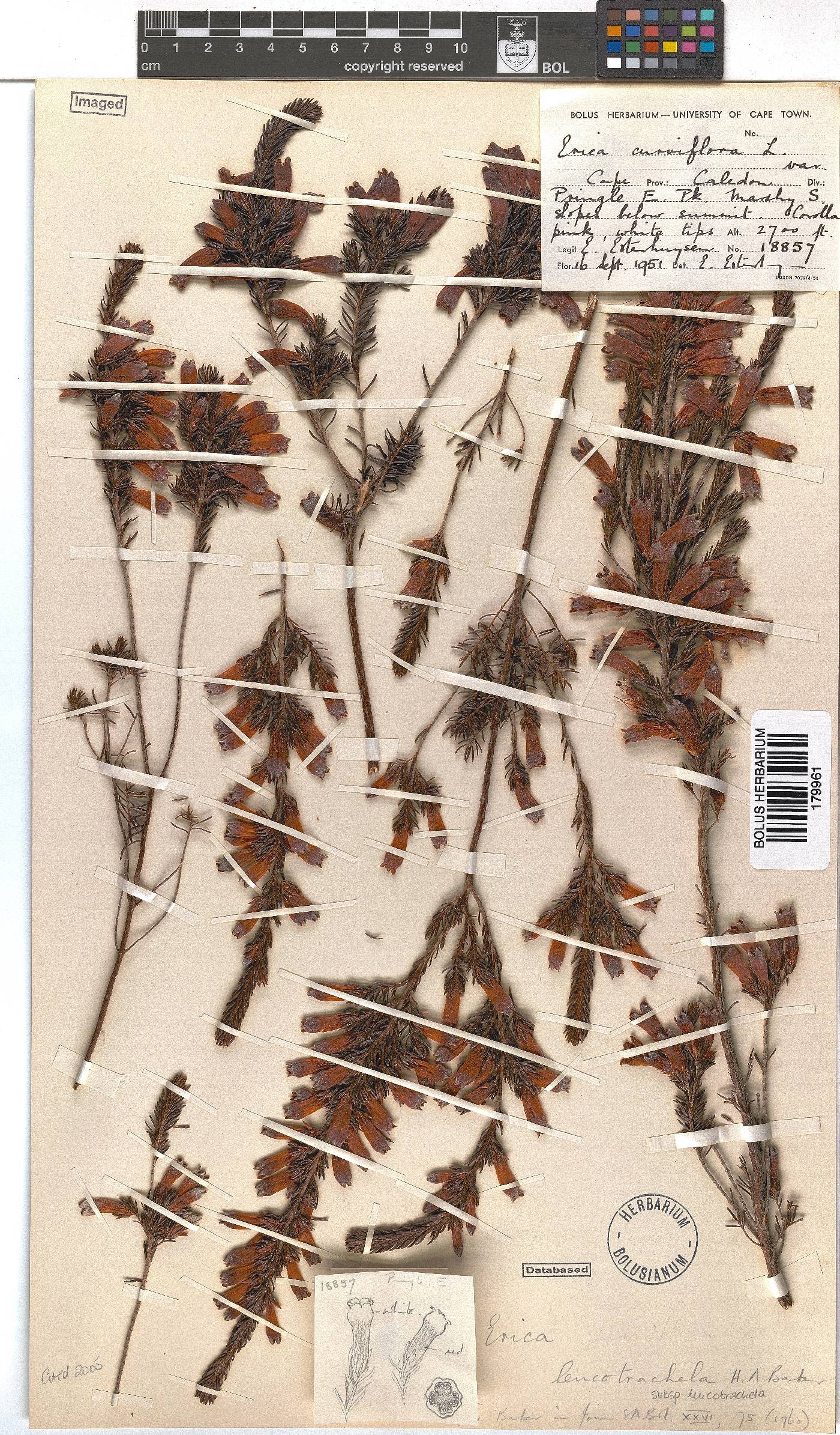 Erica leucotrachela subsp. leucotrachela image