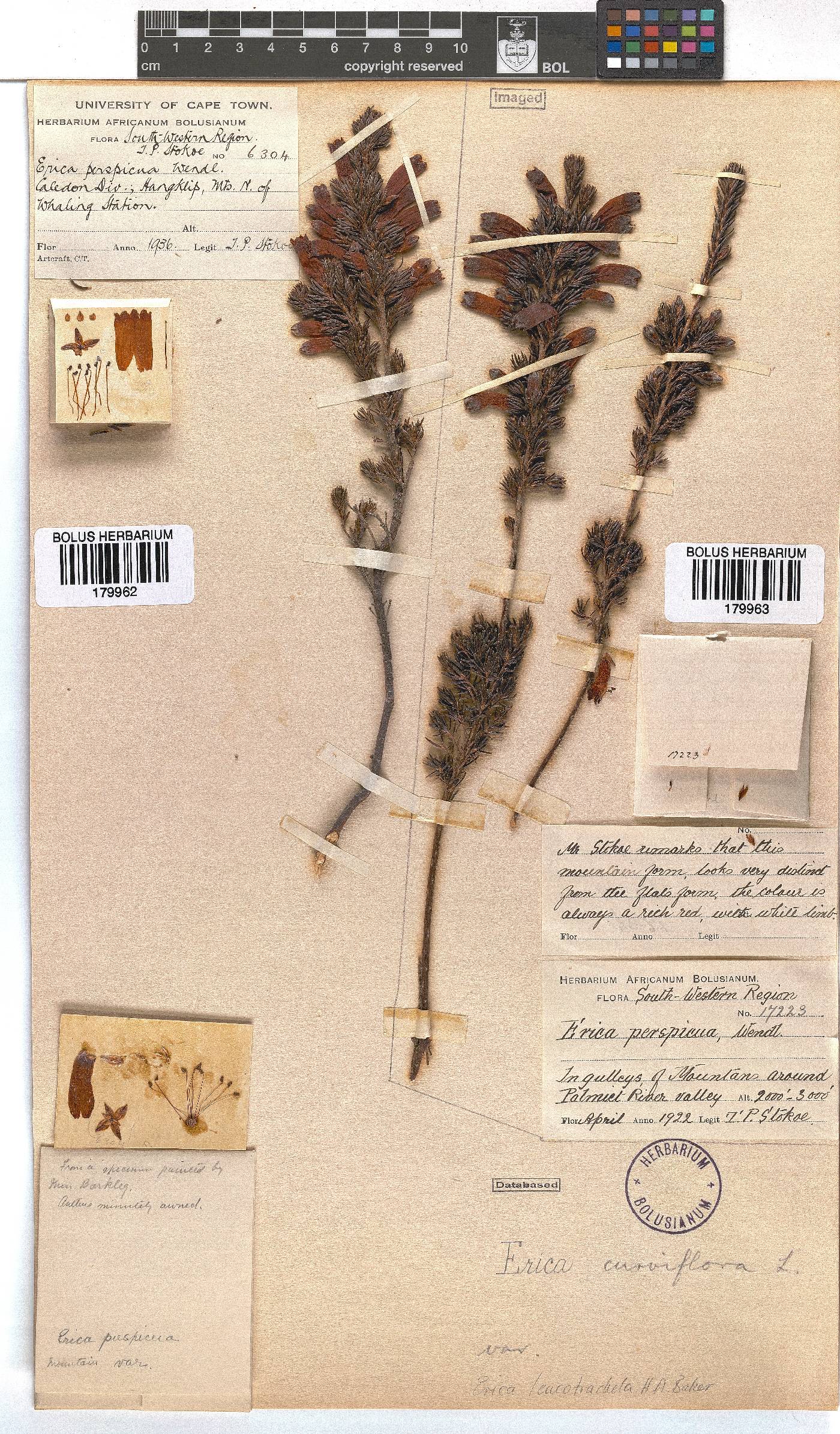 Erica leucotrachela image