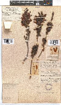 Erica leucotrachela image