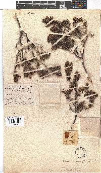 Erica leucotrachela image