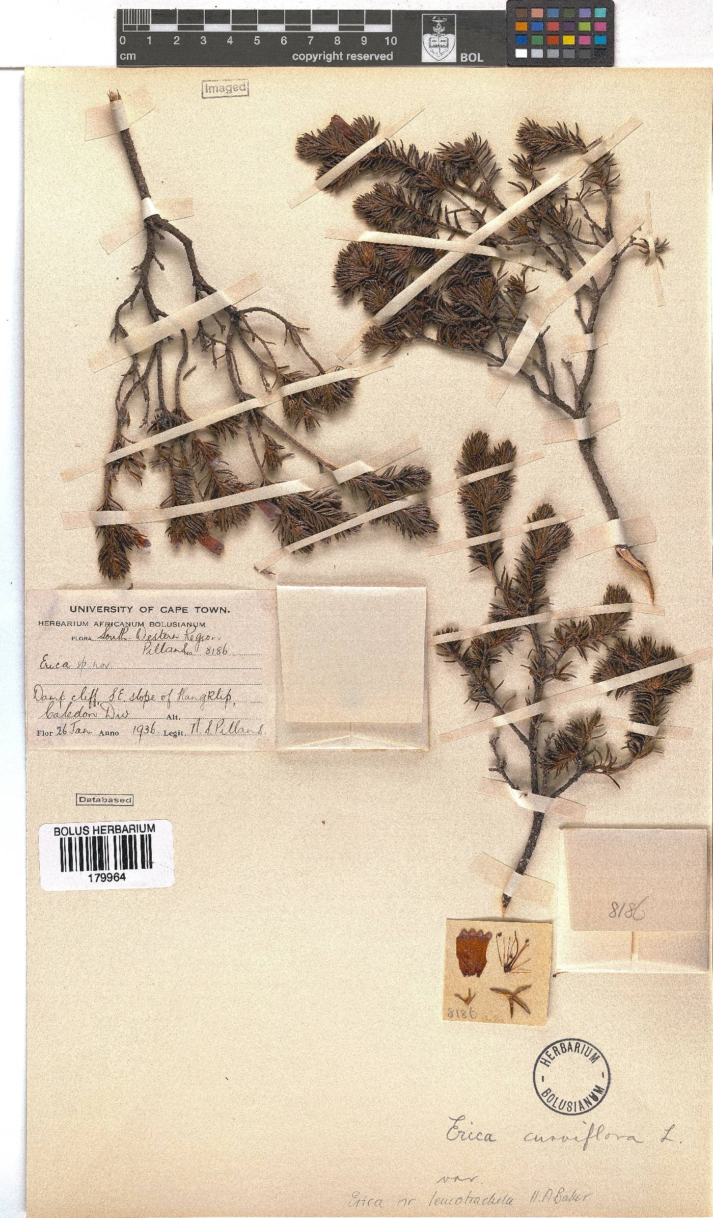 Erica leucotrachela image