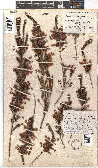 Erica leucotrachela image