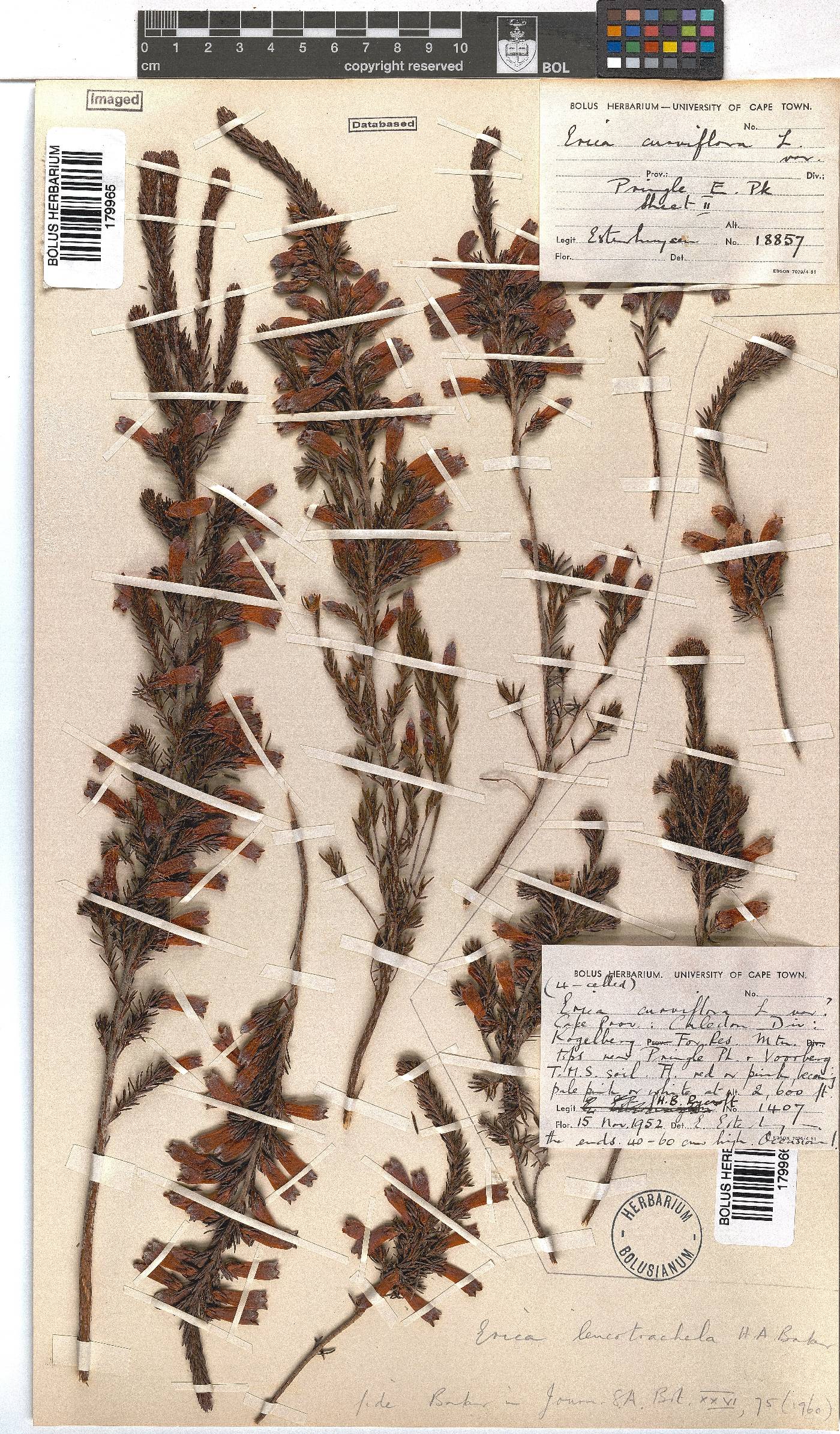 Erica leucotrachela image