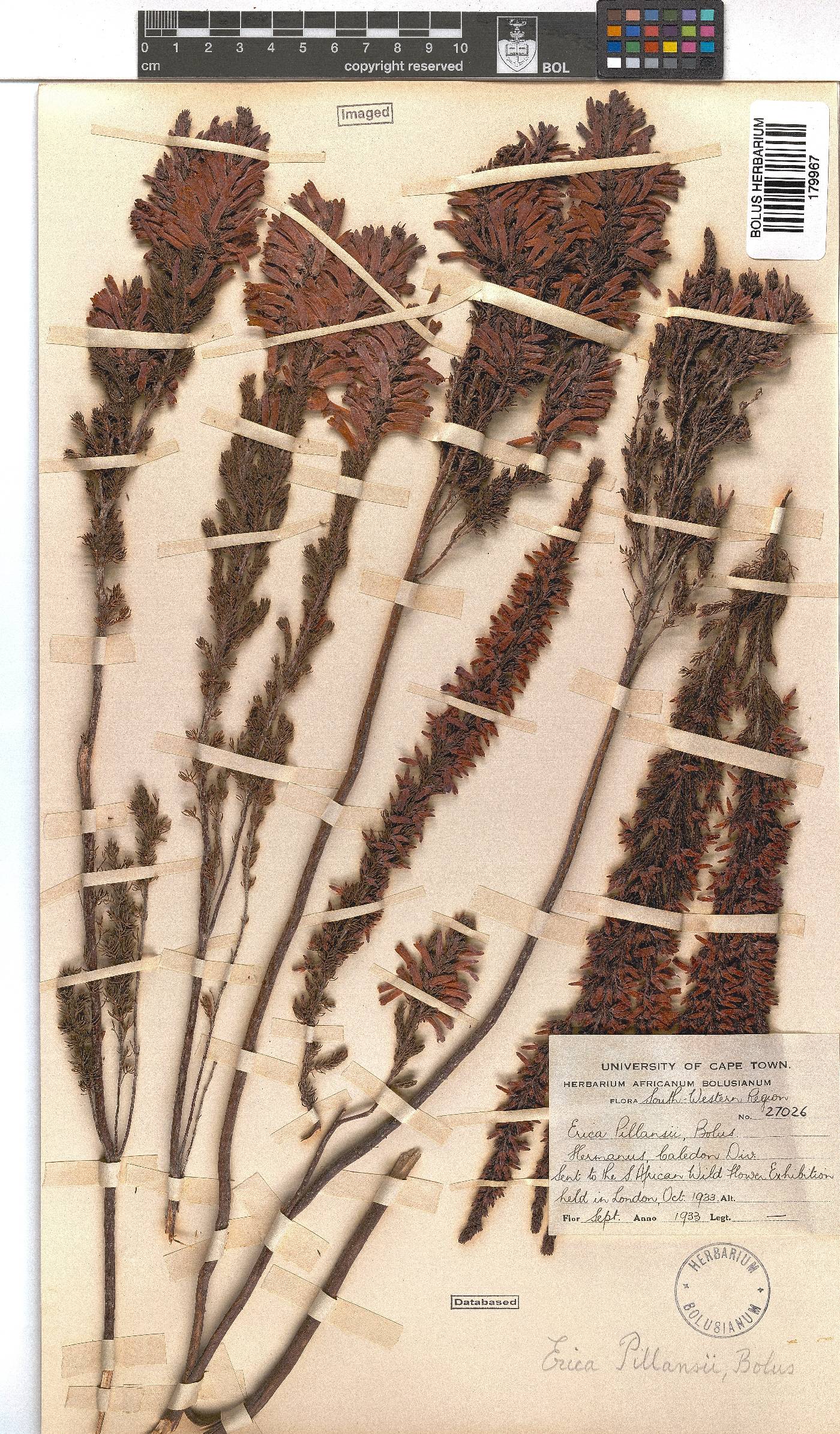 Erica pillansii image