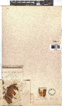 Erica strigilifolia image