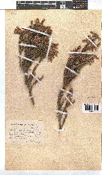 Erica strigilifolia image