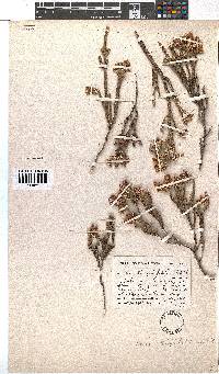 Erica strigilifolia image