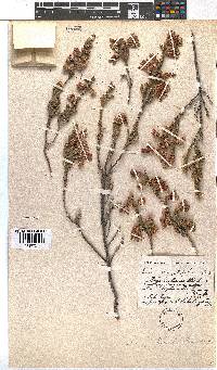 Erica strigilifolia image