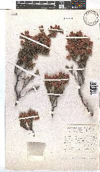 Erica strigilifolia image