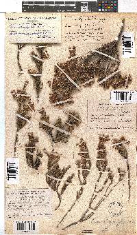 Erica strigilifolia image