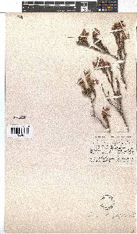 Erica strigilifolia image