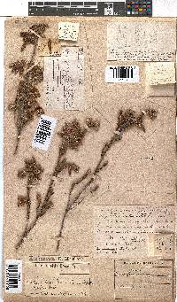 Erica strigilifolia image