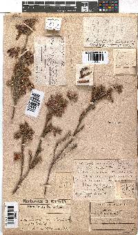 Erica strigilifolia image