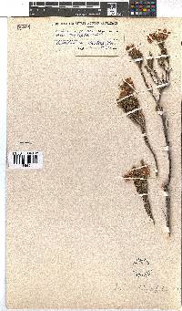 Erica strigilifolia image