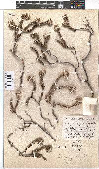 Erica strigilifolia image