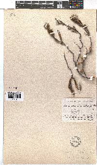 Erica strigilifolia image