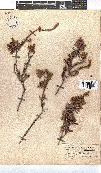 Erica strigilifolia image