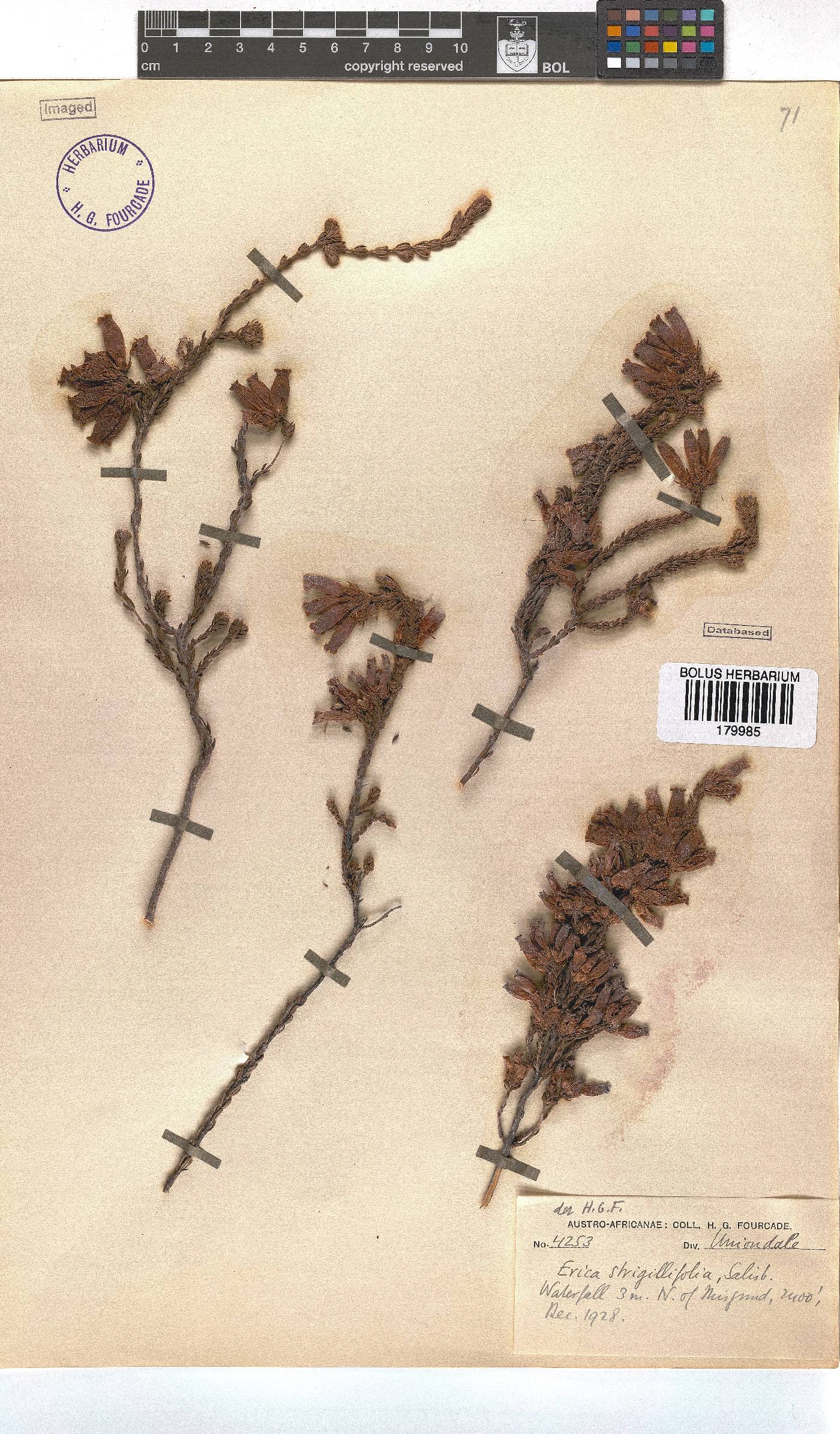 Erica strigilifolia image