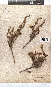 Erica strigilifolia image